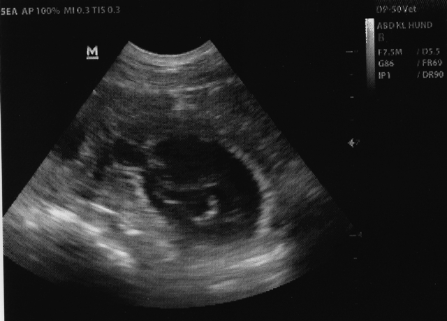 2017.02.03 Ynka Ultraschall 640