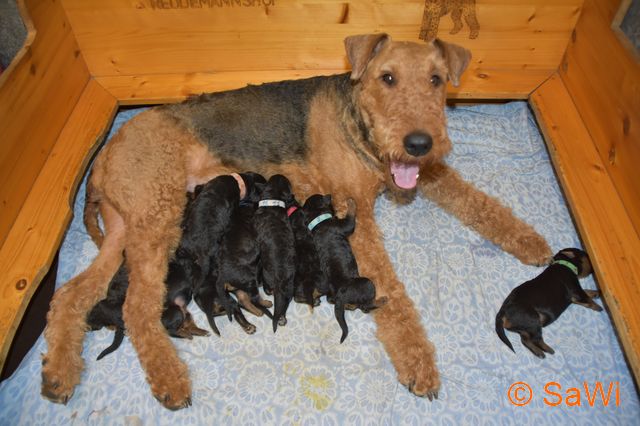 mt_gallery:2017_03-D-Welpen/2017.03.15-D-Wurf