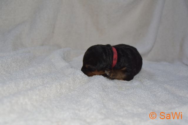 SAW 2017.03.14 0003 0006