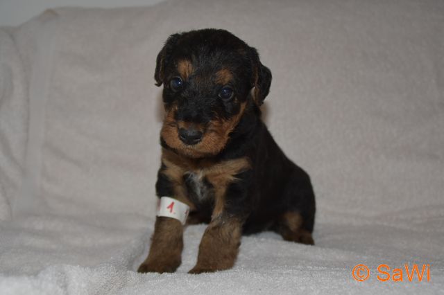 mt_gallery:2017_03-D-Welpen/2017.04.07-D-Wurf