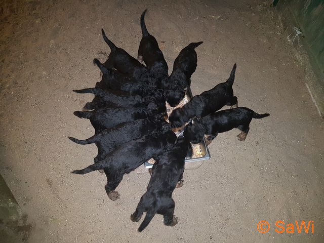 mt_gallery:2017.04.12-D-Wurf-640-1