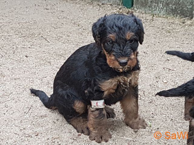 mt_gallery:2017.04.12-D-Wurf-640-2