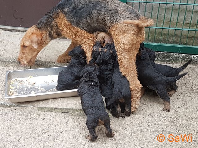 mt_gallery:2017.04.12-D-Wurf-640-3