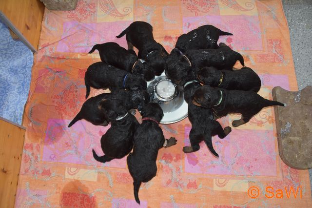 mt_Gallery:2017_03_27-D-Wurf-640-1