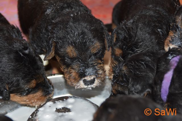 mt_Gallery:2017_03_27-D-Wurf-640-2