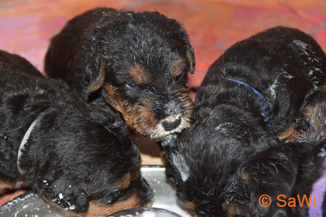 mt_gallery:2017_03_27-D-Wurf-640-3