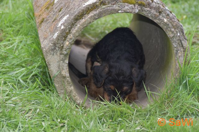 mt_gallery:2017_04_19-D-Wurf-640-3