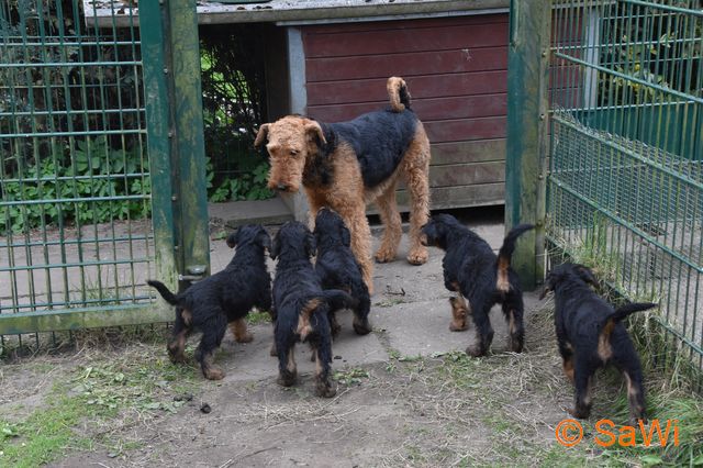 mt_gallery:2017_04_28-D-Wurf-640-1