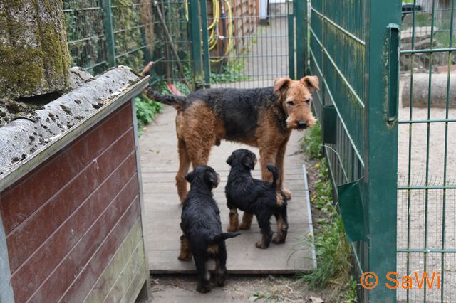 mt_gallery:2017_04_28-D-Wurf-640-2