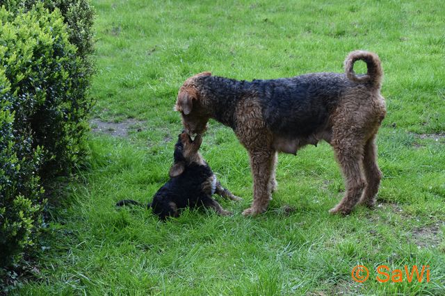 mt_gallery:2017_04_28-D-Wurf-640-3