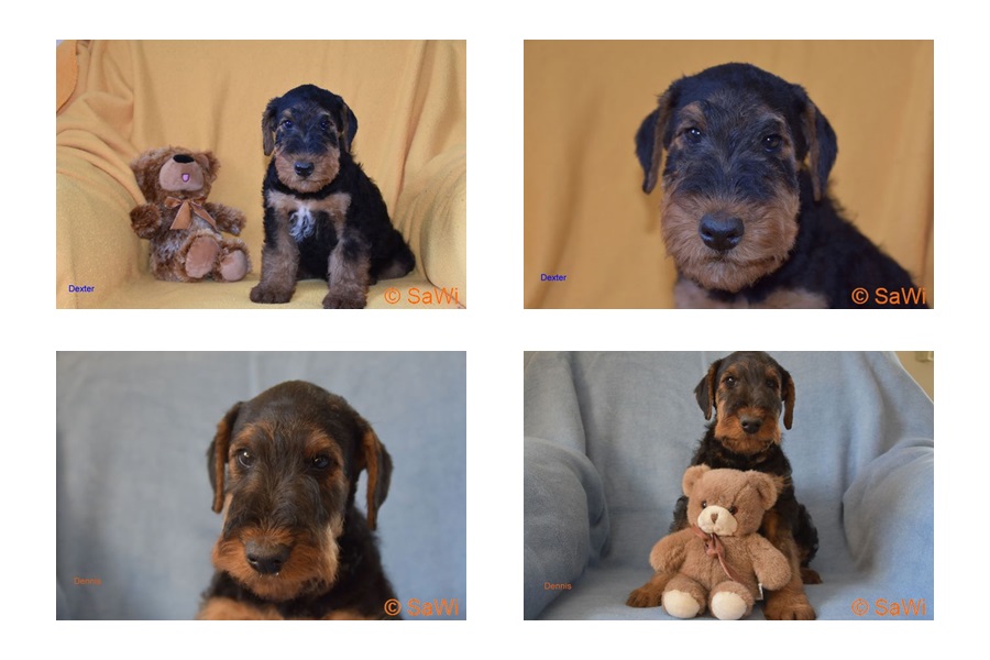 2017 05 06 D Wurf  Rüden