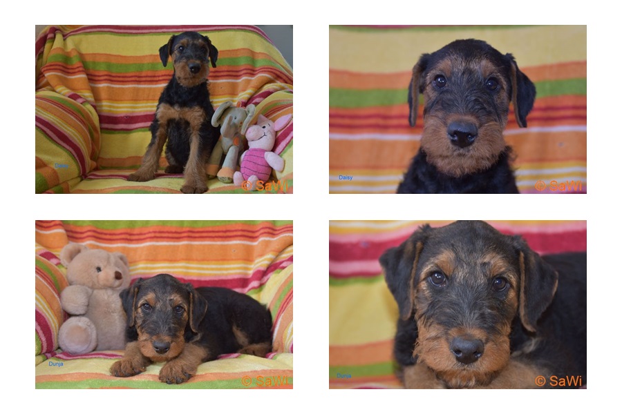 2017 05 06 D Wurf Hündinnen