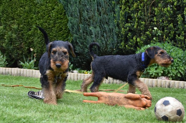 mt_gallery:2017_05_21-D-Wurf-01