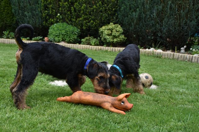 mt_gallery:2017_05_21-D-Wurf-02