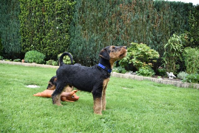 mt_gallery:2017_05_21-D-Wurf-03