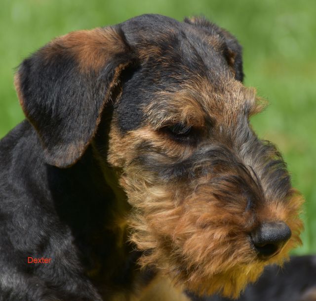 2017 05 31 D Wurf1 10.JPG 1