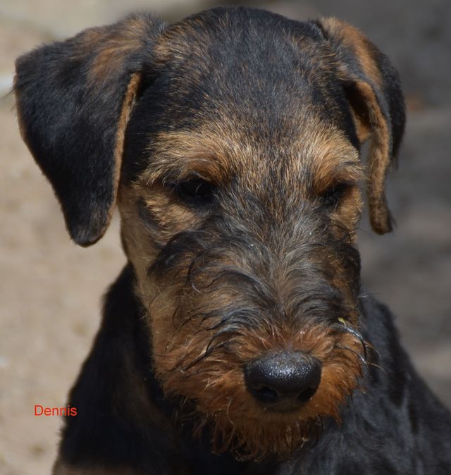 2017 05 31 D Wurf1 28.JPG 1