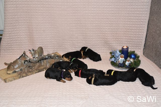 mt_Gallery:2017_12_21-E-Wurf-640