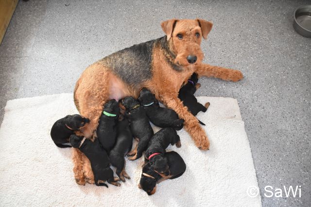 2017 12 28 E Wurf 001