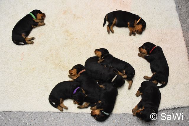 2017 12 28 E Wurf 002