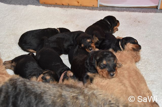 2017 12 28 E Wurf 003