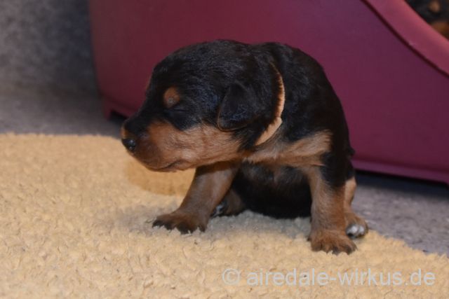 2017 12 28 E Wurf 004