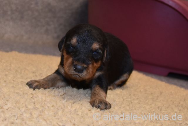 2017 12 28 E Wurf 005