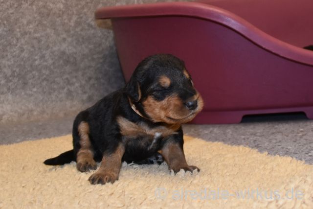 2017 12 28 E Wurf 006