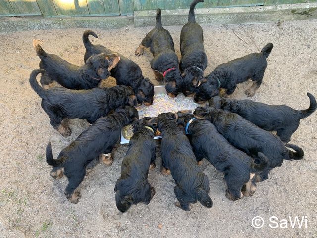 2019 02 25 F Wurf 001