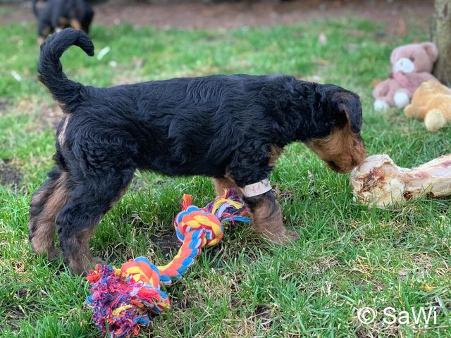 2019 02 25 F Wurf 002