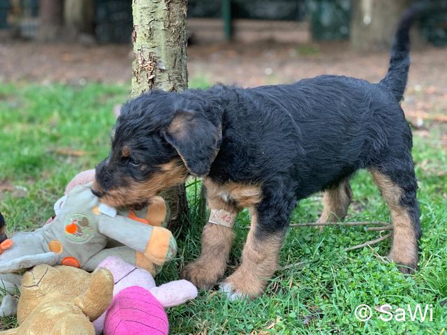 2019 02 25 F Wurf 003