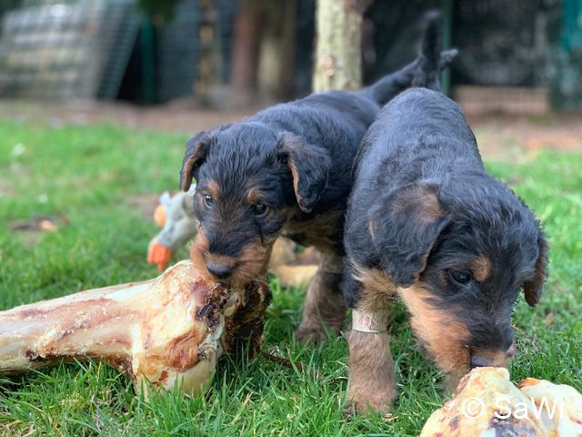 2019 02 25 F Wurf 004