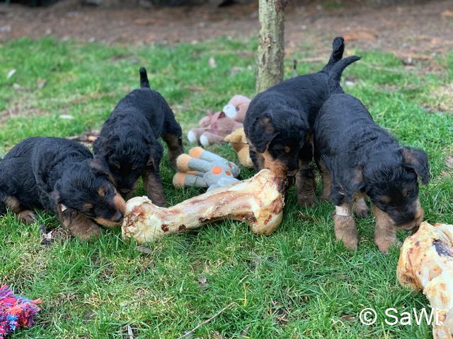 2019 02 25 F Wurf 005