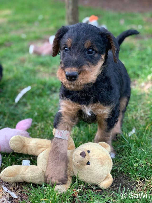 2019 02 25 F Wurf 006