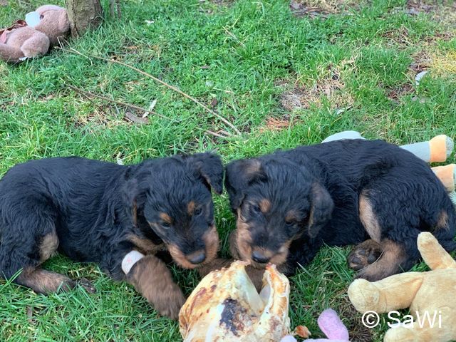 2019 02 25 F Wurf 007