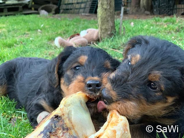 2019 02 25 F Wurf 008