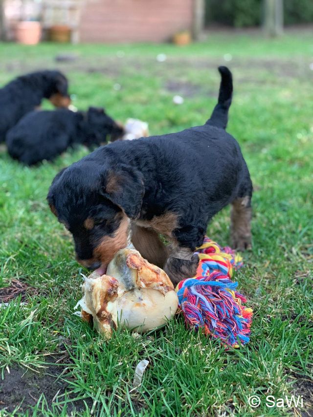 2019 02 25 F Wurf 009