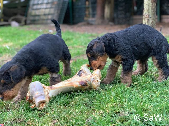 2019 02 25 F Wurf 012