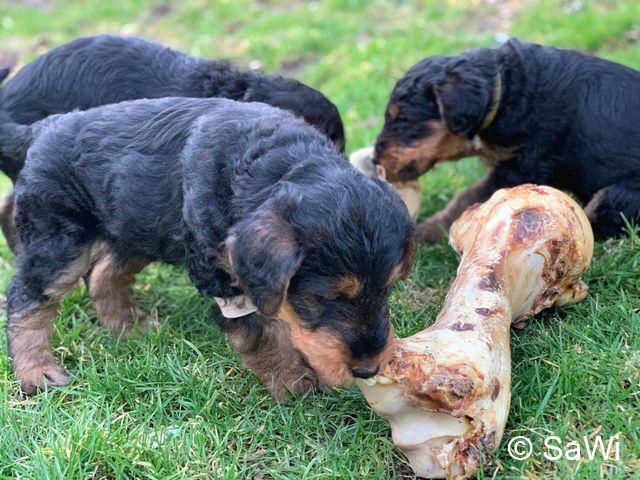 2019 02 25 F Wurf 013