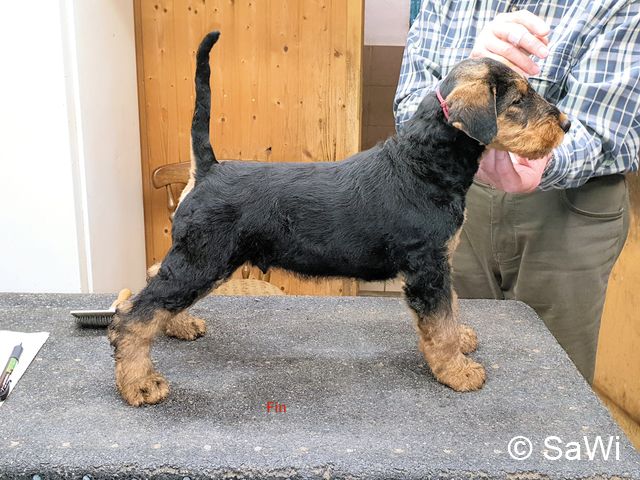 F Wurf Ynka Welpen 5920.6