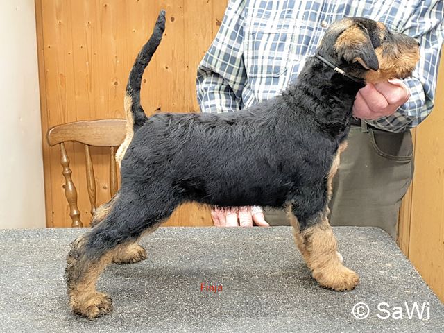 F Wurf Ynka Welpen 5967.12