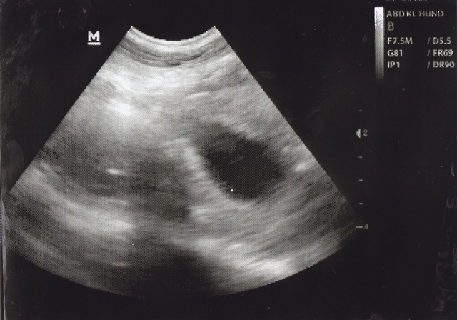 2021 08 09 Brenda Ultra 640