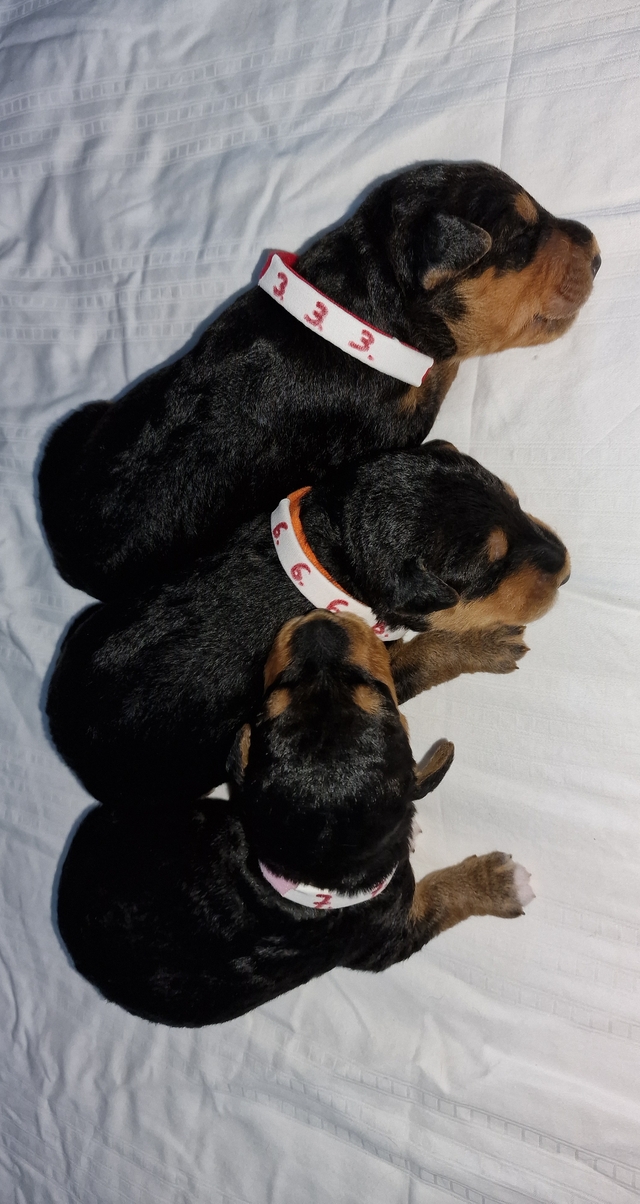 2017.01.06 Brenda 640