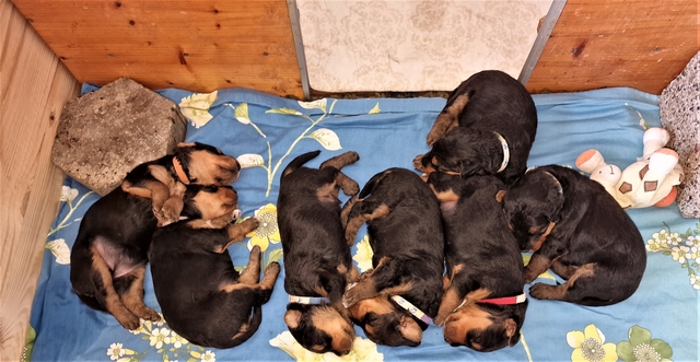 2017.01.06 Brenda 640