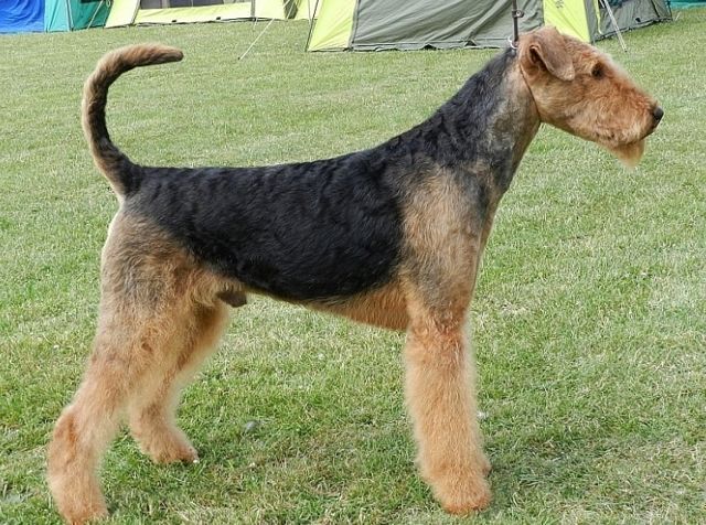 2017 11 01 Dakato Jack von Argonaut